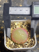 Load image into Gallery viewer, Conophytum Burgeri
