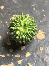 Load image into Gallery viewer, Stenocactus Multicostatus CV Inermis

