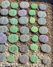 Load image into Gallery viewer, Lithops hookeri
