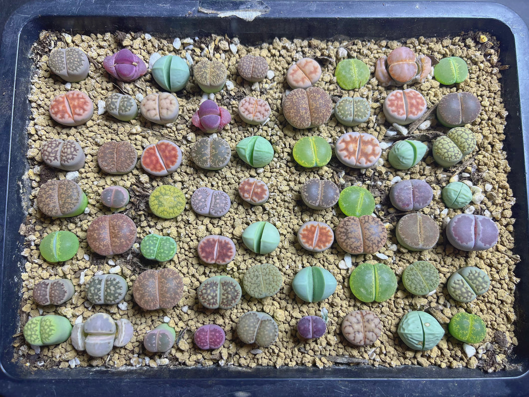 Colorful Lithops (each)