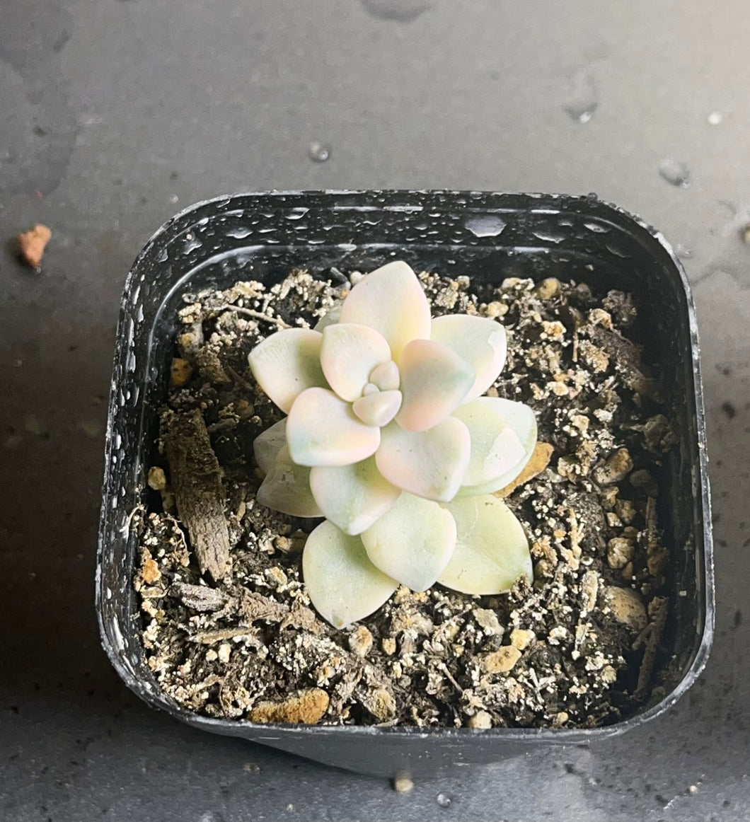 Graptoveria Titubans Variegated