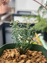 Load image into Gallery viewer, Bulbine torta
