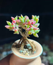 Load image into Gallery viewer, Drosanthemum intonsum
