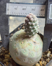 Load image into Gallery viewer, Tephrocactus geometricus
