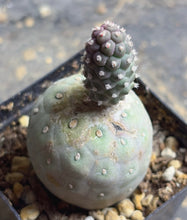Load image into Gallery viewer, Tephrocactus geometricus
