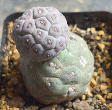 Load image into Gallery viewer, Tephrocactus geometricus

