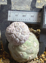 Load image into Gallery viewer, Tephrocactus geometricus
