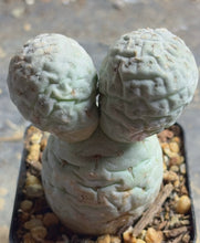 Load image into Gallery viewer, Tephrocactus geometricus
