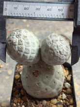 Load image into Gallery viewer, Tephrocactus geometricus
