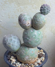 Load image into Gallery viewer, Tephrocactus geometricus
