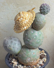 Load image into Gallery viewer, Tephrocactus geometricus
