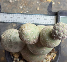 Load image into Gallery viewer, Tephrocactus geometricus
