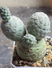 Load image into Gallery viewer, Tephrocactus geometricus
