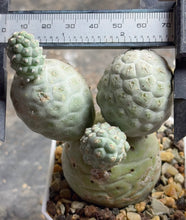 Load image into Gallery viewer, Tephrocactus geometricus
