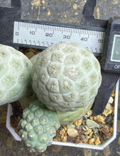 Load image into Gallery viewer, Tephrocactus geometricus
