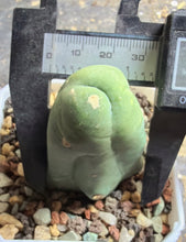 Load image into Gallery viewer, Echinopsis lageniformis f. monstrosa
