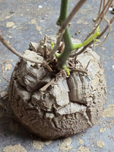 Load image into Gallery viewer, Dioscorea elephantipes
