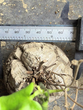 Load image into Gallery viewer, Dioscorea elephantipes
