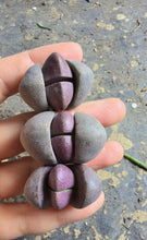 Load image into Gallery viewer, Pleiospilos nelii（each）

