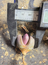 Load image into Gallery viewer, Pleiospilos nelii（each）
