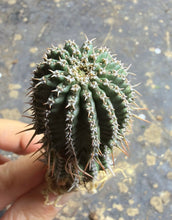 Load image into Gallery viewer, Euphorbia phillipsioides
