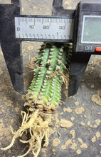 Load image into Gallery viewer, Euphorbia phillipsioides

