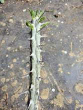 Load image into Gallery viewer, Alluaudia procera （each）
