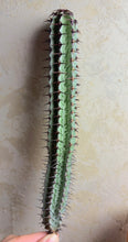Load image into Gallery viewer, Euphorbia confinalis ssp. rhodesiae
