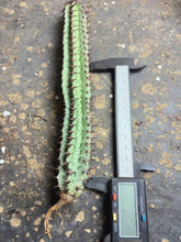 Load image into Gallery viewer, Euphorbia confinalis ssp. rhodesiae
