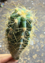 Load image into Gallery viewer, Pilosocereus azureus, Blue Torch Cactus, Blue Columnar Cactus, Live Cactus
