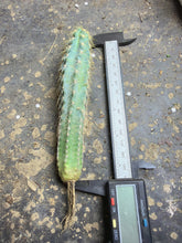 Load image into Gallery viewer, Pilosocereus azureus, Blue Torch Cactus, Blue Columnar Cactus, Live Cactus
