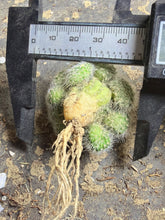 Load image into Gallery viewer, Mammillaria geminispina

