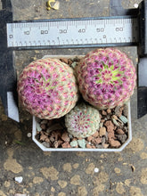 Load image into Gallery viewer, Echinocereus rigidissimus var.
