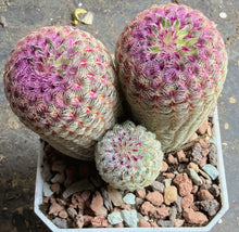 Load image into Gallery viewer, Echinocereus rigidissimus var.
