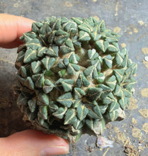 Load image into Gallery viewer, Grafted Ariocarpus kotschoubeyanus
