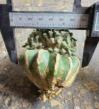 Load image into Gallery viewer, Grafted Ariocarpus kotschoubeyanus
