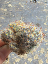 Load image into Gallery viewer, Mammillaria prolifera
