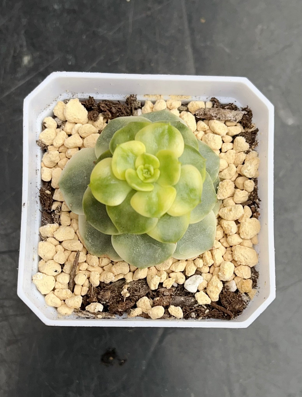 Rolly Variegated