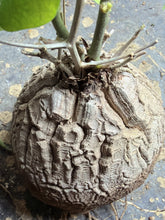 Load image into Gallery viewer, Dioscorea elephantipes
