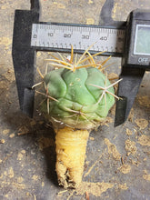 Load image into Gallery viewer, Thelocactus hexaedrophorus var. fossulatus
