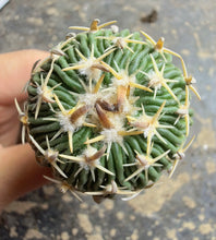 Load image into Gallery viewer, Stenocactus phyllacanthus
