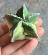 Load image into Gallery viewer, Astrophytum myriostigma variegated
