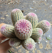 Load image into Gallery viewer, Echinocereus rigidissimus var.
