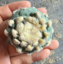 Load image into Gallery viewer, Lophophora peyote
