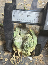Load image into Gallery viewer, Pseudolithos mccoyi
