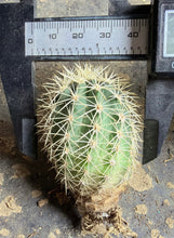 Load image into Gallery viewer, Echinocereus dasyacanthus
