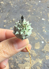 Load image into Gallery viewer, Euphorbia globulicaulis
