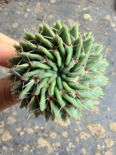 Load image into Gallery viewer, Parodia buiningii
