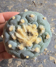 Load image into Gallery viewer, Lophophora peyote
