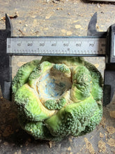 Load image into Gallery viewer, Ariocarpus fissuratus 'Godzilla'（big）
